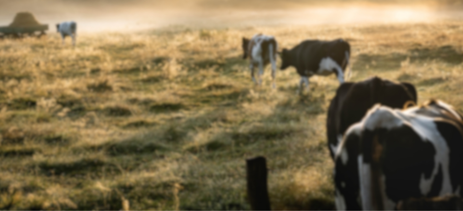 Süt Tüketiminde Dikkat Edilmesi Gerekenler